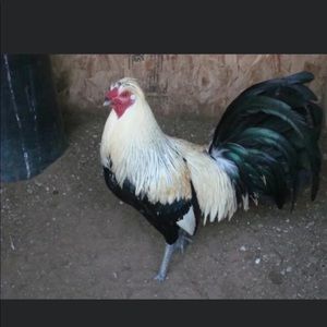 Meet your Posher, Ivan